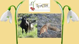 𝑷𝒖𝒎𝒂 𝒄𝒐𝒏𝒄𝒐𝒍𝒐𝒓 vs 𝑬𝒒𝒖𝒖𝒔 𝒄𝒂𝒃𝒂𝒍𝒍𝒖𝒔 - Could predation by pumas limit a population of feral horses?