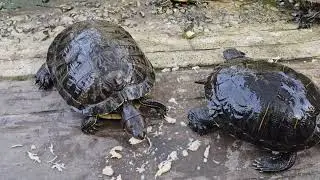 My Precious Turtles, Mama and Babies