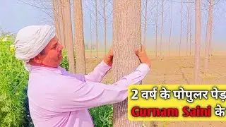 गुरनाम Saini से जाने 2 साल में पेड़ तैयार करने का तरीका 🤔#trending#farming#popular
