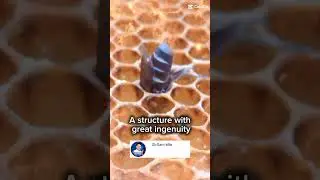 Bee blast! #beekeepingforbeginners #beekeepingtips #beekeeping #bee #bees #honeybees