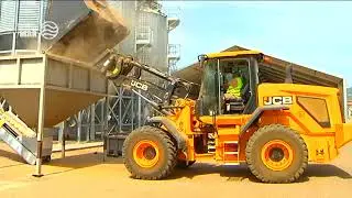 Crece el cultivo de almendra en la campiña cordobesa
