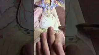 Nervio fr&eacute;nico (CONTINUACI&Oacute;N SMD)