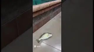Рыба выпрыгивает прямо из аквариума Bass Pro Shop 😳🐟💦