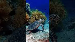 Turtle | Nature | reptiles | Untamed Insights 😲