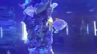 fish for aquarium, Silver moony, Monodactylus argenteus