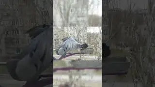 Big Boss Pigeon Holds the Feeder 🕊️🌨️❄️ | Urban Birds Survival #pigeon #survival #ukraine