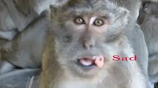 Pitiful Diva monkey and baby Devo Very Sad  waiting food from the people,Pity monkey