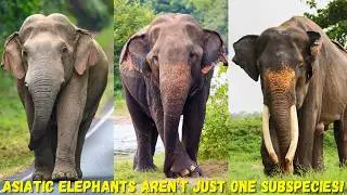 All Subspecies Of Asian Elephants | Elephant Facts And Size Comparison
