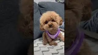 #toypoodle #poodle #dog #dogshorts #dogs #pets #pet#funny #fun #funnyvideo