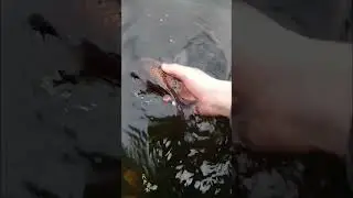 your welcome fishy😂 #fishing #fish #smallcontentcreators #shorts #roadto1k #floatfishing #carp