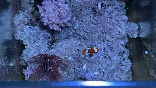 Acuario marino nano lomas 18 litros 16 meses montado como va??