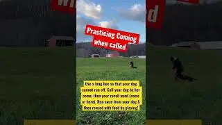 How to teach your dog to come when called - Dog training videos