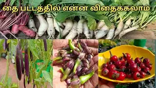 தை பட்டத்தில் என்ன விதைக்கலாம் || January garden || terrace garden tour january 2023