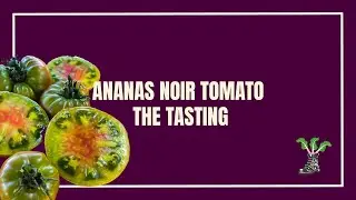 Ananas Noir Tomato - The Tasting