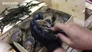 【寶達】FR Belon Oyster 0 (法國銅蠔 0)