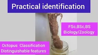 Octopus distinguishable features|Octopus characteristics|Octopus Classification|Octopus facts