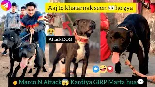 Marco N Attack Kardiya😱Marco Ki // GIRP POWER khatarnk ha💪 @RitikDogKennel177 #viralvideo #vlog 