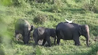 A Group Of Elephants Roaming At Grass | [ Copyright Free Video ]