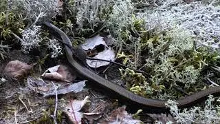 Slow worm (Vaskuss)