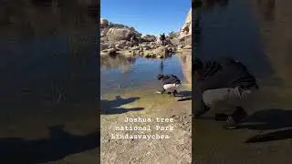 ដើលេង នៅ Joshua tree national Park 1-11-2026 ￼ we visited Barker Dam