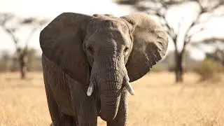 Rangeela cartoon elephant