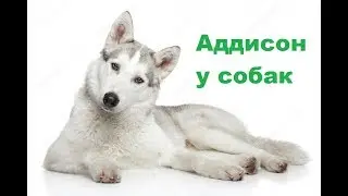 Болезнь Аддисона у собак. Ветеринарная клиника Био-Вет.