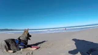 Adventures of Sissy , Mini and a dog named Venus