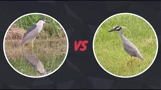 Black-Crowned Night Heron vs Yellow-Crowned Night Heron | Appearance, Flight Pattern, Behavior, ect.