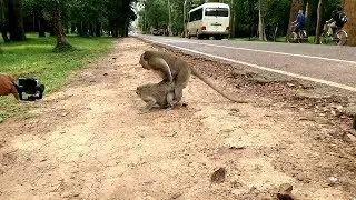 Amazing monkeys groups meeting near angkor wat temple - Funny monkeys meeting 2017