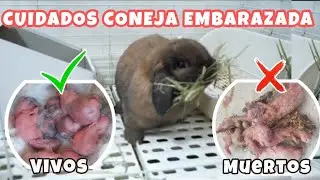 Уход за беременной крольчихой 🐰 | Как предотвратить гибель её крольчих ⚠️