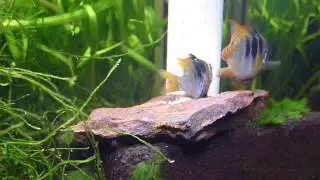 German blue rams spawning