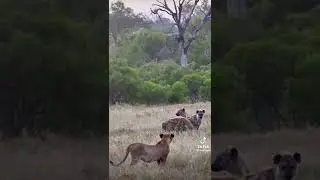 future hyena killer