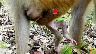 Monkey Sahsa to carrying and tighten head her first baby look very pitiful
