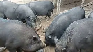 tshuaj kho npua haw quav