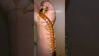 Giant Desert Centipede Handling! #centipede#invertebrates#insects#bug#spider#tarantula#venomous#fyp