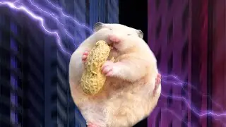 Stranger Hamsters
