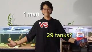 A man with 29 tanks, is it possible? Here's my Fish Room Tour + All my tanks!! + Aquascaper