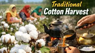 Traditional Cotton Picking in South Punjab | Village Life in Pakistan