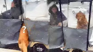 Dog: Terrible weather, go back yourself @TikTok Assistant #PetDebutPlan #Unexpected