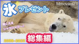 ホッキョクグマに氷のプレゼント15年の総集編 ララと子どもたち〜円山動物園のホッキョクグマたち11頭~Present ice to Polar Bears