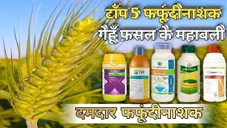 Top 5 Best Fungicides of wheat crop | गेहूं के लिए दमदार फफूंदीनाशक | Gehu Me Fungicide Kb Dale 🌾