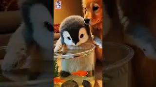 ❤️Adorable Baby Penguin and Dog Becoming Best Friends❤️ #DogAndPenguin #AdorableFriends #CuteAnimals