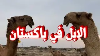 جمال الابل في باكستان| #الابل# #السعودية_الكويت_الامارات_قطر_عمان_البحرين_