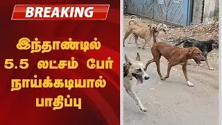#BREAKING | தமிழகம்: இந்தாண்டில் 5.5 லட்சம் பேர் நாய்க்கடியால் பாதிப்பு | DOG