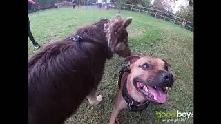 Good Boy Inc. Meet and Greet Day 2