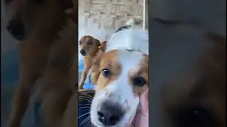 Panda 🐼 e puff com saudades do papai 😍