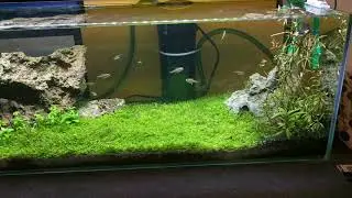 My Mr Aqua 22 planted tank