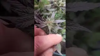 Growing Cannabis Indoors now, until late December harvest. Spring start-up begins Febuary for seeds