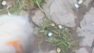 MOV00992