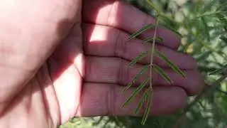 Acacia arabica | Complete Botanical overview and uses | کیکر کے بےشمار فائدے 